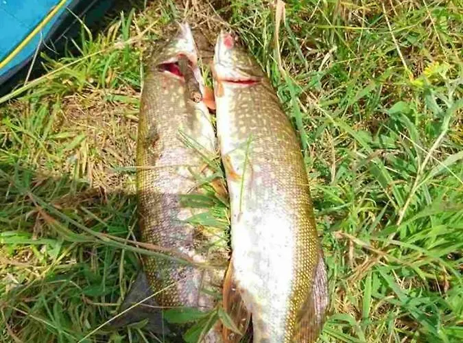 13 Apartmán Chisarja